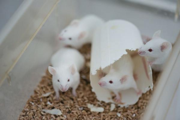 Ученые нашли генетические корни этого психического расстройства