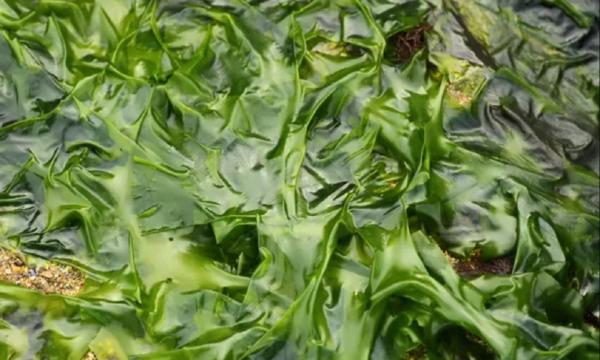 В Европе всерьез говорят о культивировании морских водорослей в качестве альтернативы традиционным злакам