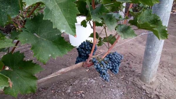 Завершающая часть мини-цикла про перспективы сибирского виноделия