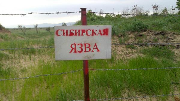 Сибирская язва - мор прошлого или основа для пандемий будущего?