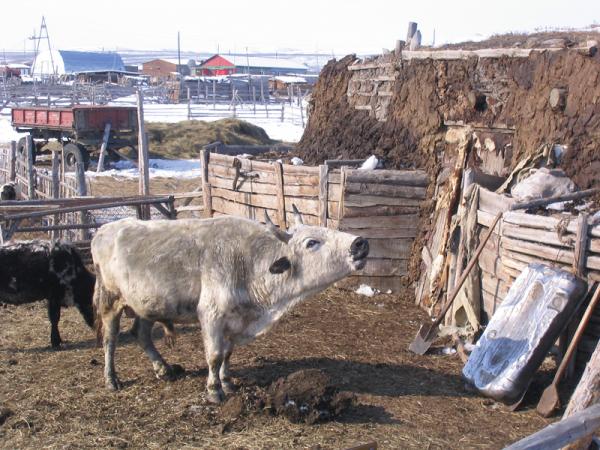 Сделан первый практический шаг к выведению холодоустойчивых пород скота