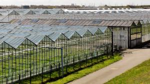 В борьбе за массового потребителя сити-фермеры, очевидно, не смогут конкурировать с тепличными хозяйствами, они нацелены на другой сегмент покупателей