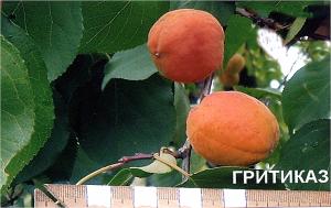 С определенных пор селекционеры Хабаровска обратили внимание и на абрикос.