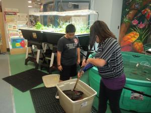 Мини-ферма Aquaponics USA, которая включает в себя два контейнера (один – это аквариум с рыбами, а в другом растёт зелень), а также все необходимые для работы системы насосы, трубы и другие агрегаты