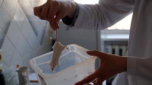 Все манипуляции проводятся на миниатюрных органах размером в несколько миллиметров, вся операция занимает несколько минут.