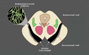 Гибель нейронов в черной субстанции ведет к постоянной нехватке дофамина и, как следствие, тяжелому нарушению двигательной функции — болезни Паркинсона