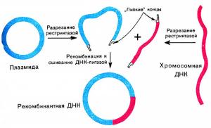 Как работает  технология рекомбинантной ДНК