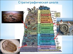 Юрский период находится в середине Международной хроностратиграфической шкалы, которая делит геологическую историю Земли на эры и периоды в зависимости от эволюции живых организмов