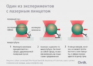 Один из экспериментов с лазерным пинцетом