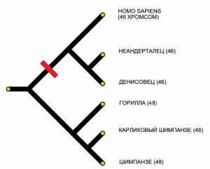 На схеме показано идущее от общего предка родословное древо сапиенсов, денисовцев и неандертальцев, а также человекообразных обезьян