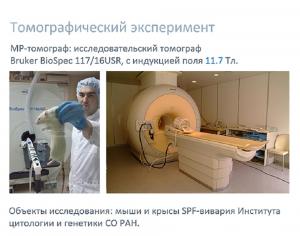 Вместе с коллегами из Института цитологии и генетики СО РАН мы строим компьютерный образ сети кровеносных сосудов головного мозга лабораторных животных-моделей