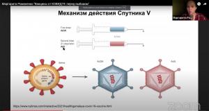 Механизм действия Спутника V