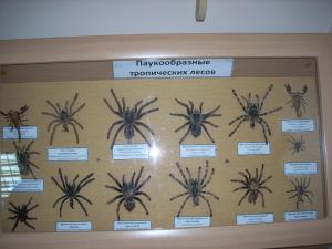 Неплохо представлены тропические пауки