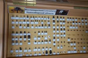 Опыт исследовательской работы, который есть у сотрудников Лаборатории экологического воспитания ФИЦ ИЦИГ СОРАН, является ценным подспорьем в их деятельности