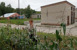 Ученые научились ускорять процесс селекции пшеницы в разы с помощью кукурузы