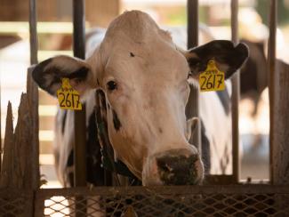 В Европе отмечается падеж крупного рогатого скота из-за применения ингибиторов метана В Европе отмечается падеж крупного рогатого скота из-за применения ингибиторов метана