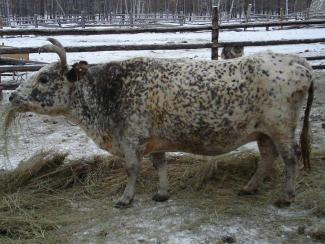 В Якутии появится банк эмбрионов коренной породы коров, приспособленной к условиям Севера