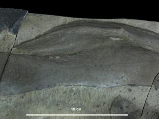 Сибирские палеонтологи исследуют водоросли докембрийского периода