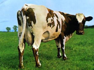 Радикальные борцы с глобальным потеплением против тех, кто ест мясо Радикальные борцы с глобальным потеплением против тех, кто ест мясо