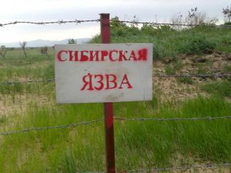 Сибирская язва - мор прошлого или основа для пандемий будущего?